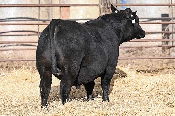 Marcys Scale Crusher 516