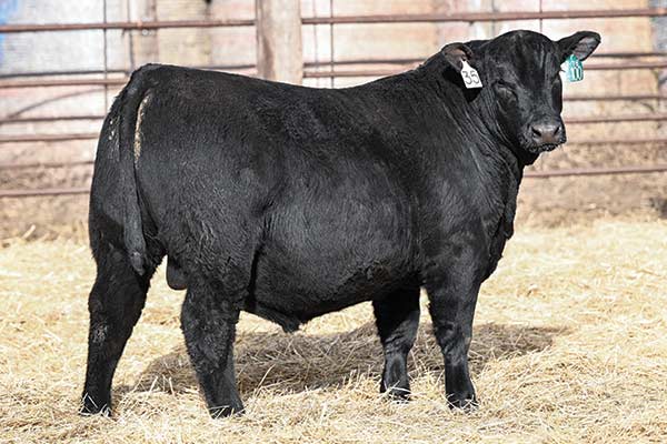 Marcys Territory 5100