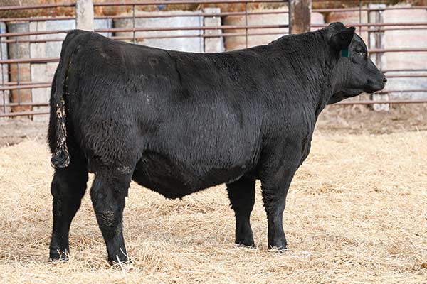 Marcys Landscape 599