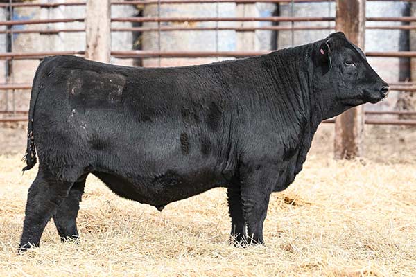 Marcys Smooth Bore 556