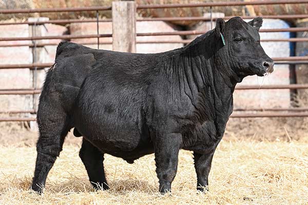 Marcys Wide Trax 5175