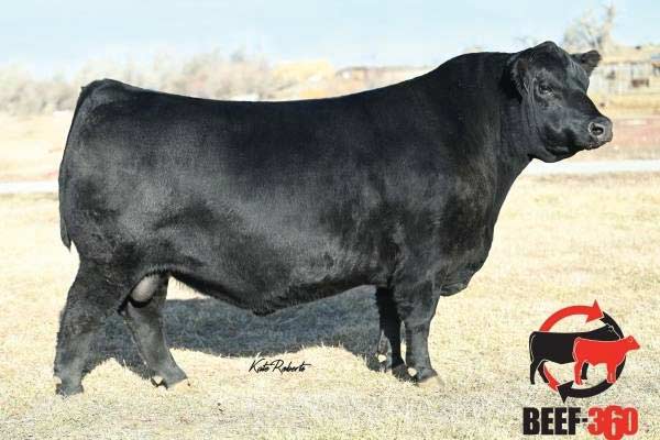 M Diamond Ranahan 111