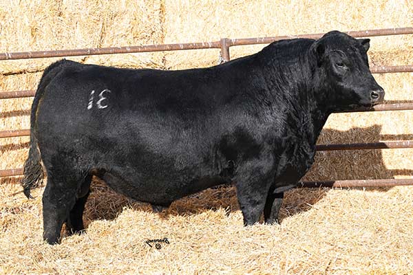 Marcys Landscape 3143